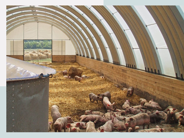 Строительство свинарников в Хабаровске